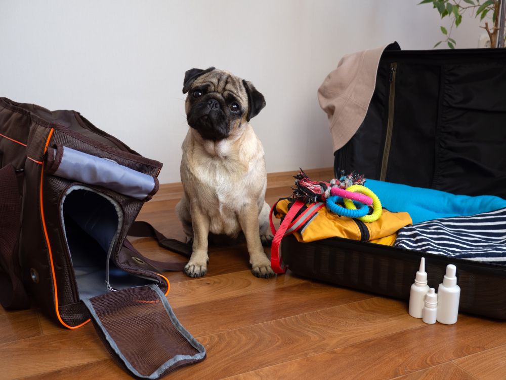 Pack of luggage for traveling with pets or Pug dog sits near dog carrier