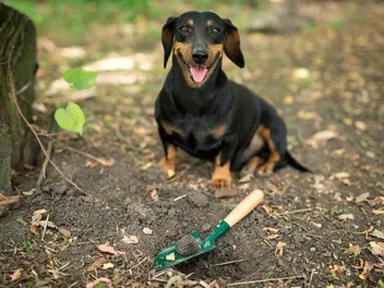 Truffle Hunting Dogs: How Do They Work? Facts & FAQ