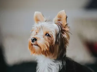 Yorkshire Terrier Dog Breed: Info, Pictures, Care & Traits