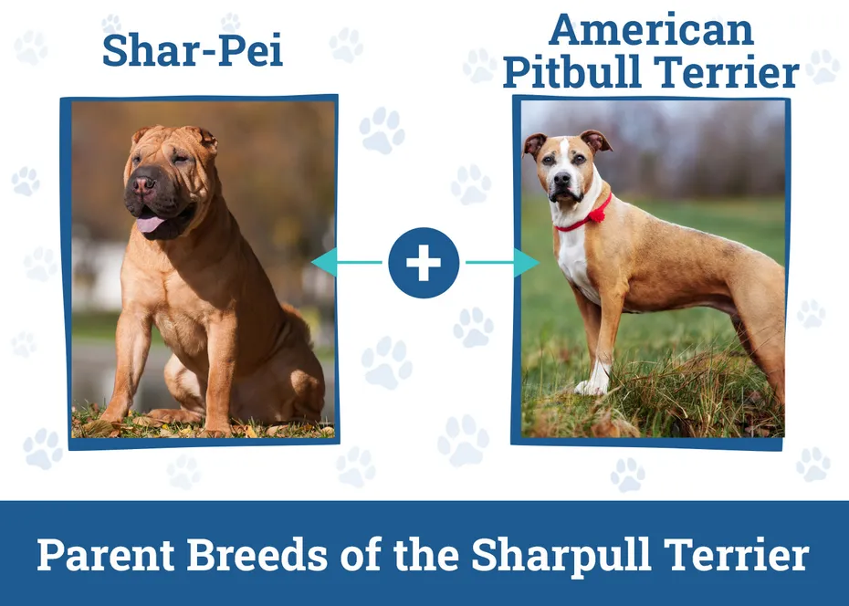 Parent Breeds of the Sharpull Terrier