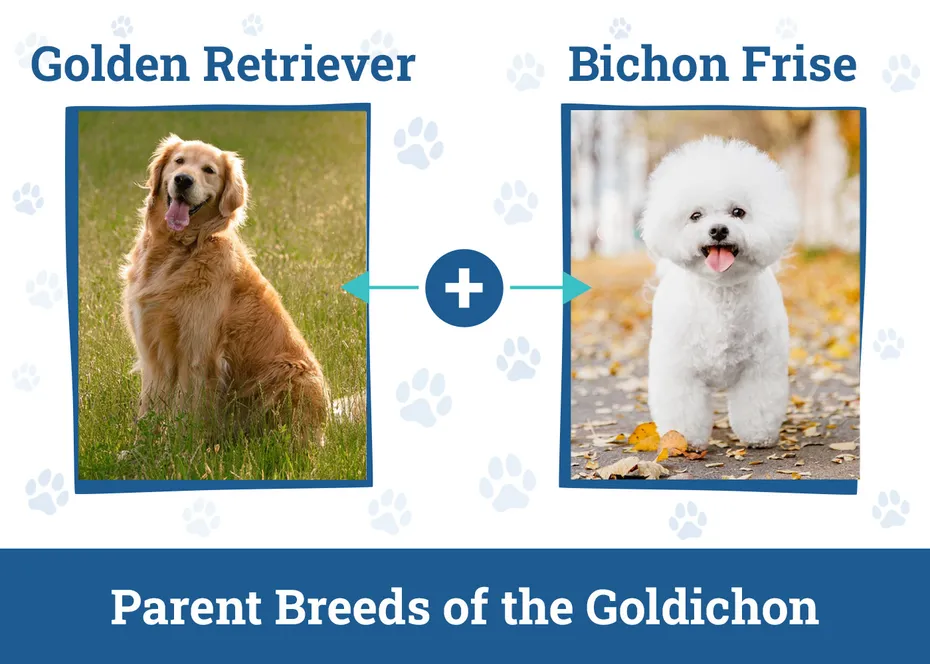 Parent Breeds of the Goldichon