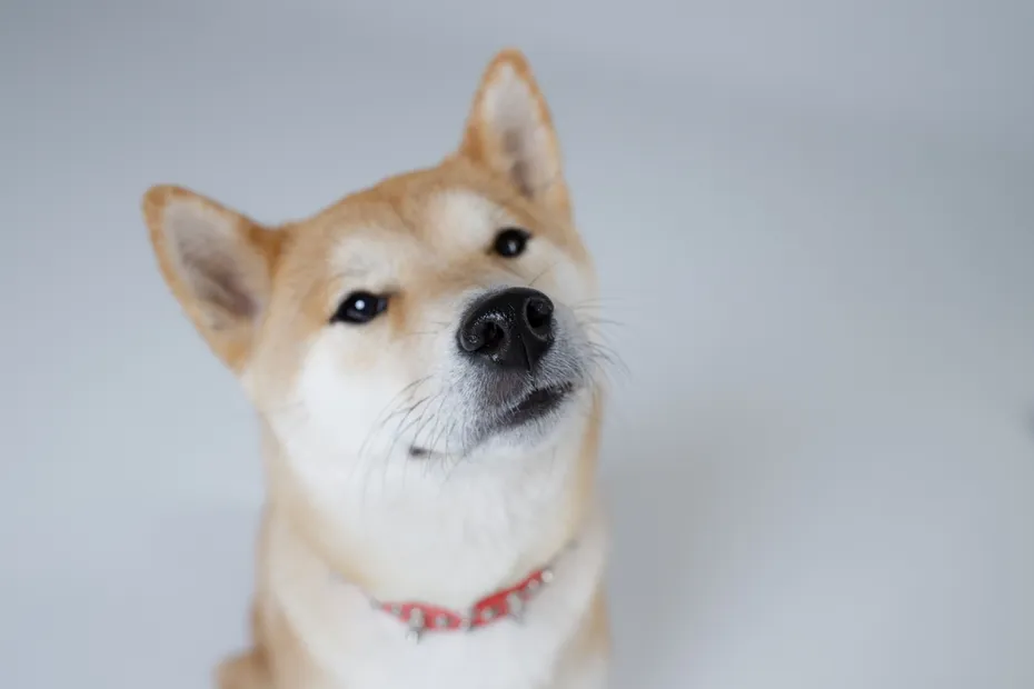 shiba inu dog with wet nose