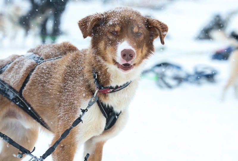 dog walking in the snow