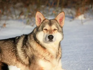 Do All Dogs Come From Wolves? Evolution and Domestication History