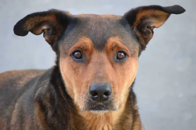 Sato Dog Breed: Info, Pictures, Facts, Traits & Care