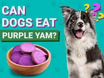 Can Dogs Eat Ube (Purple Yam)? Nutrition Facts & FAQ: Vet Answer