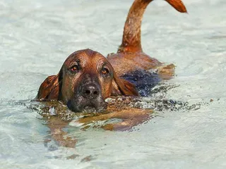 Can All Dogs Swim? Canine Water Vet-Verified Safety Facts & FAQ