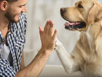 How to Build Confidence in a Dog: 6 Vet Reviewed Tips