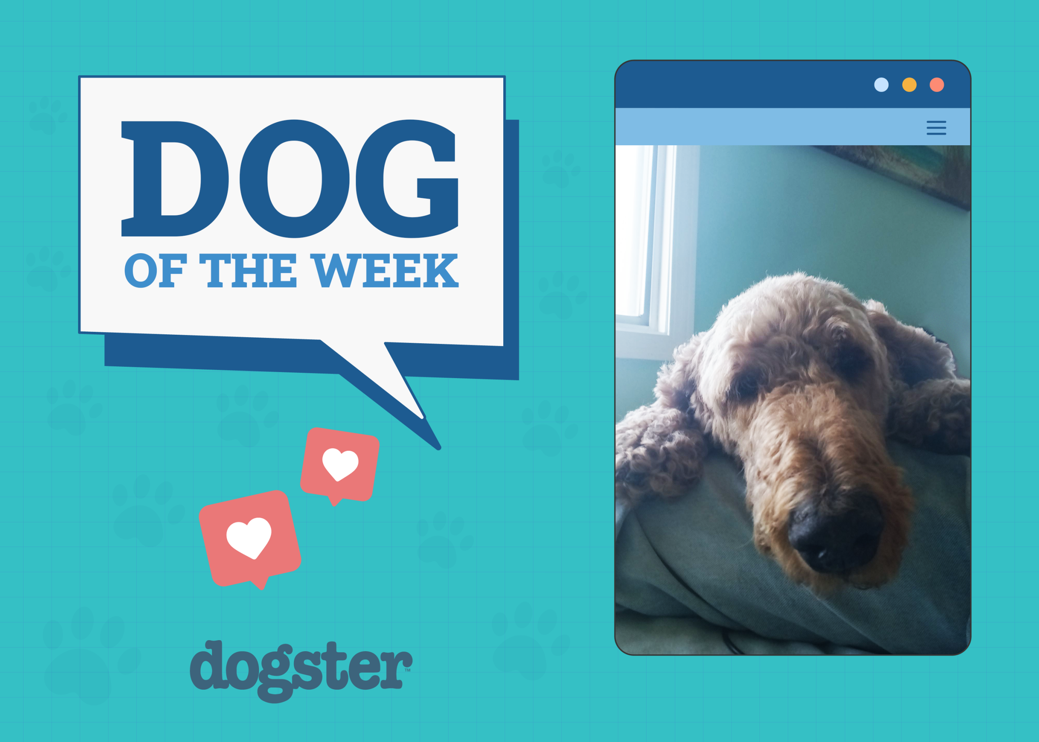 Dogster Photo Contest: Dogs of the Week Winners (July, 24 2025)