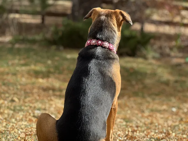 The Hardest Goodbye: When Love Meant Letting Murphy Go
