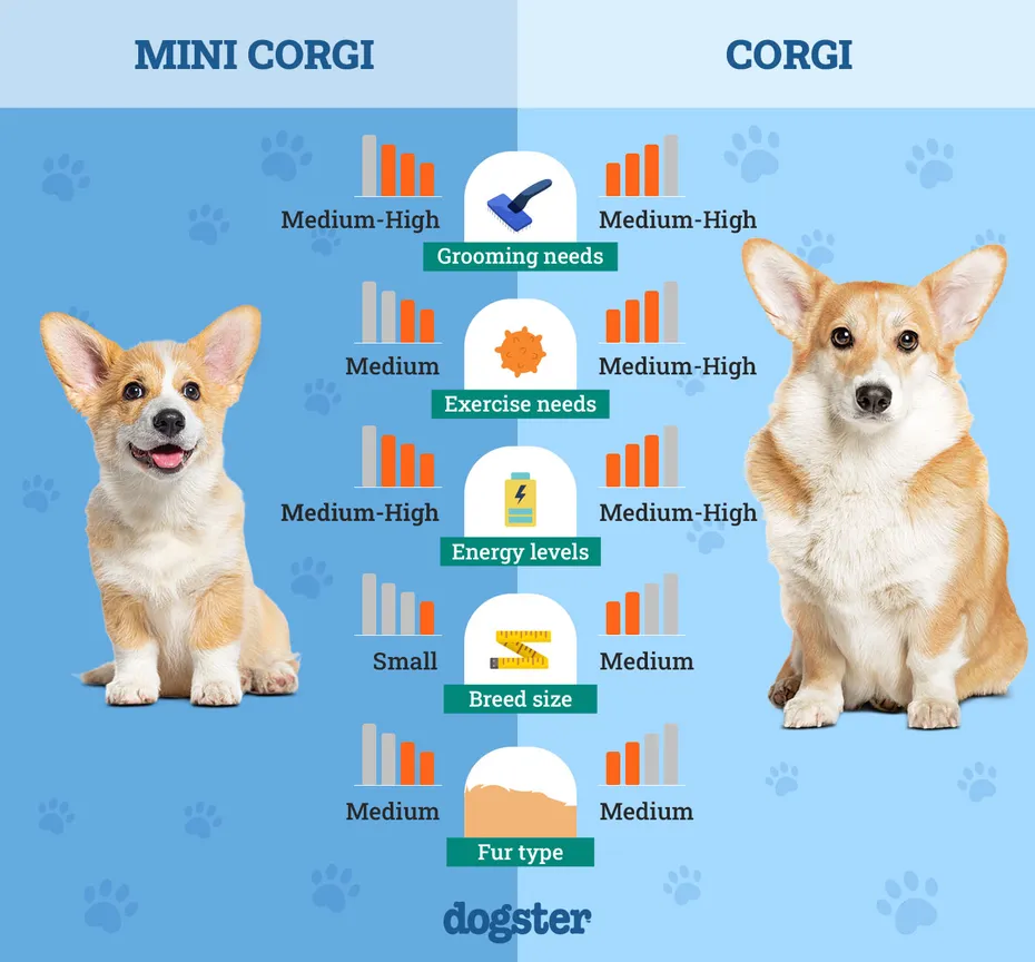 Dogster_Side by Side Comparison_ Mini Corgi vs Corgi