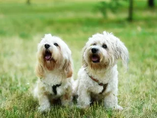 Bolonoodle (Bolognese & Poodle Mix): Info, Pictures, Care & More