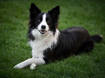 16 Border Collie Pros and Cons: Vet-Verified Things to Know Before You Get One