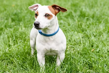 Blue anti tick and flea collar on cute dog