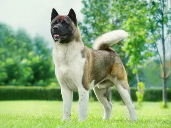 Akita Dog Breed: Info, Pictures, Care & Traits
