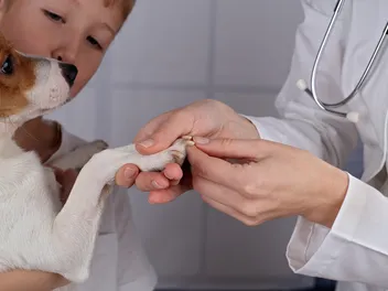 Dog Toenail Injuries: Vet-Reviewed Signs, Causes & Care Tips