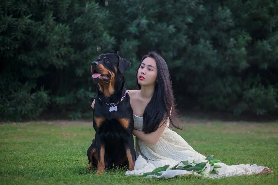 Rottweiler in photoshoot