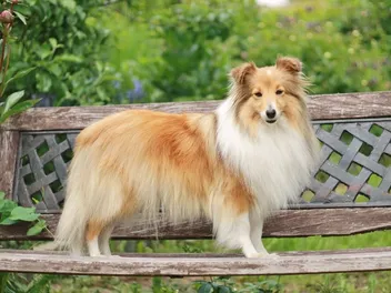 10 Surprising Sheltie (Shetland Sheepdog) Facts