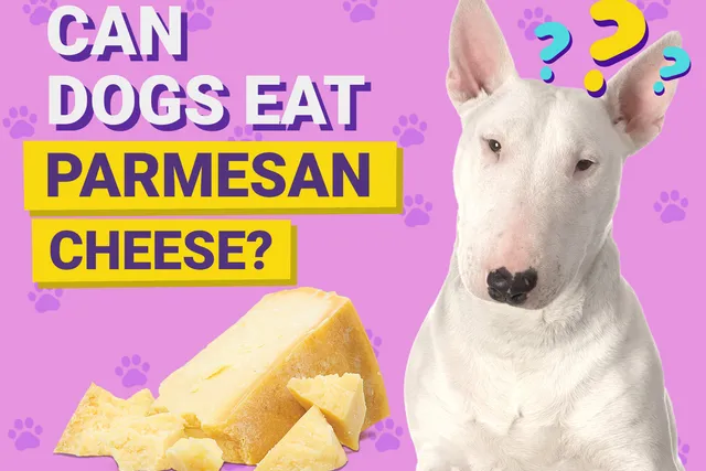 Can Dogs Eat Parmesan Cheese? Vet-Verified Facts, Risks & FAQ