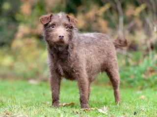 Patterdale Terrier Dog Breed: Info, Pictures, Temperament & Care