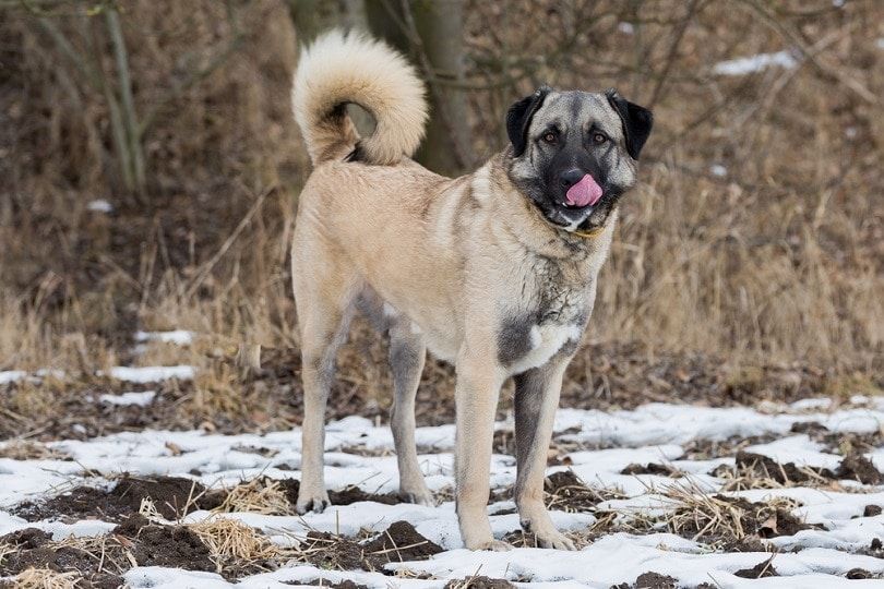Anatolian Shepherd dog standing on snow outdoors