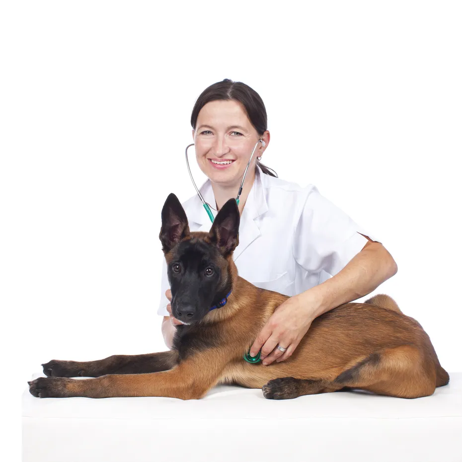 Female vet with Young sheperd dog