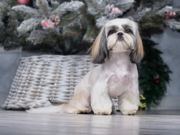 Are Shih Tzus More Aggressive Than Other Dogs? Breed Facts & FAQ