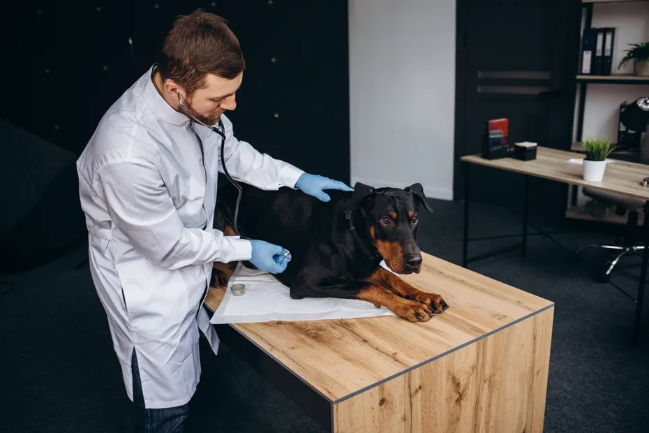Vet checking on Doberman on the table