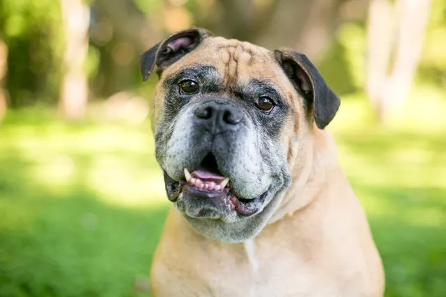 Victorian Bulldog Dog Breed: Info, Pictures, Care & More