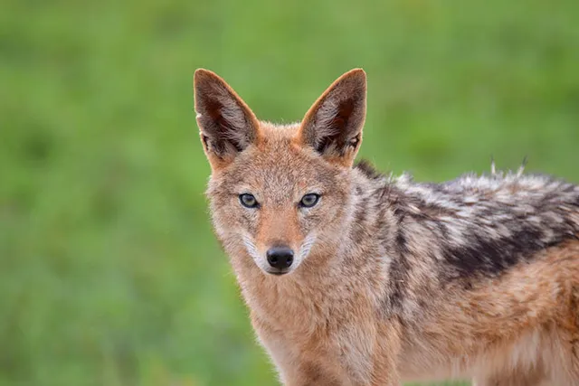 Can You Keep a Jackal as a Pet? Can They Be Domesticated?