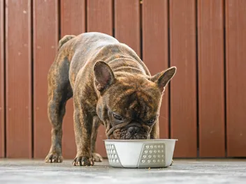 What Can French Bulldogs Eat? Vet-Reviewed Diet & Foods