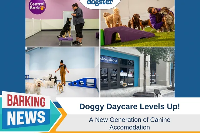 Doggy Day Care Levels Up – A New Generation of Canine Accommodation