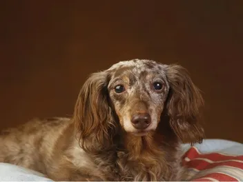 Double Dapple Dachshund: Info, Pictures, Origin & History