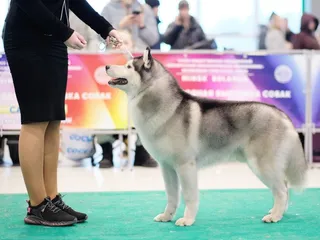 Are There Mixed Breed Dog Shows? 5 Events & Interesting Facts