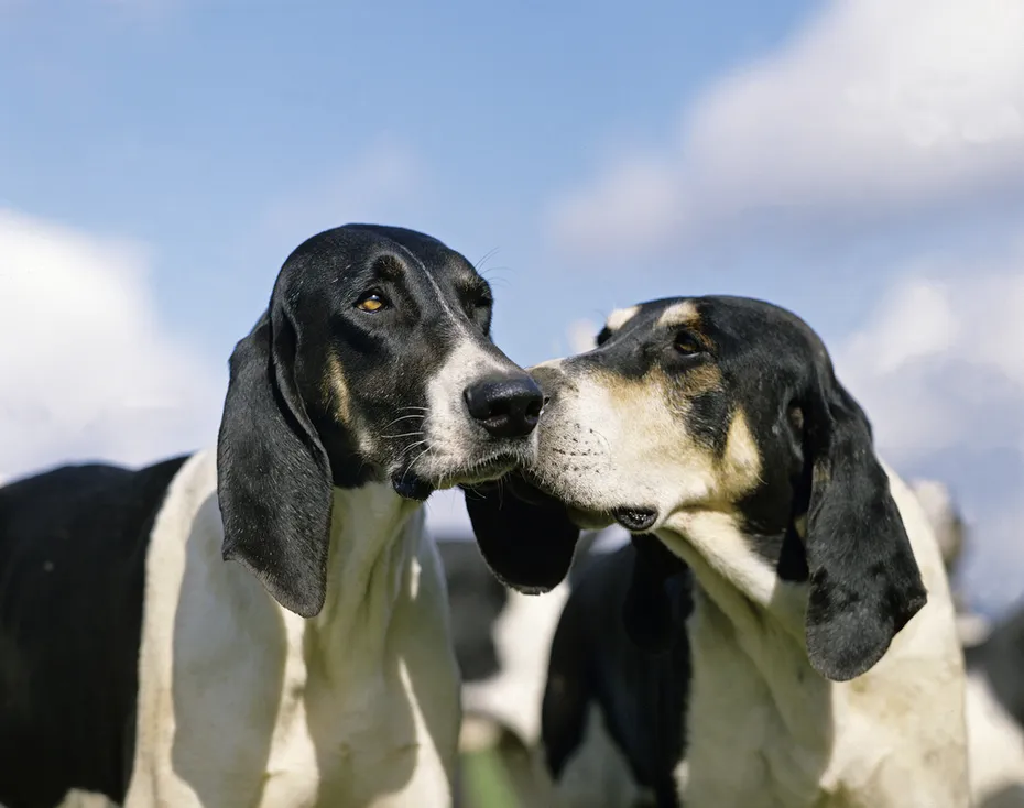French White and Black Hound dogs