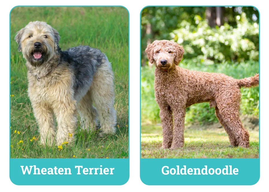 Wheaten Terrier vs. Goldendoodle