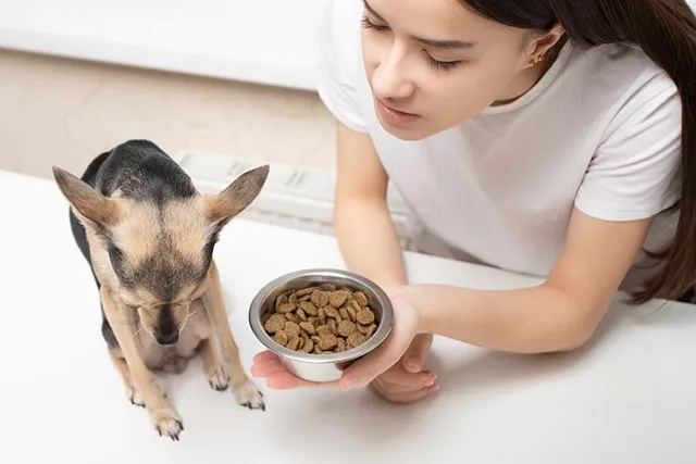 How to Tell If Dry Dog Food Has Gone Bad? Signs & 9 Tips to Keep It Fresh