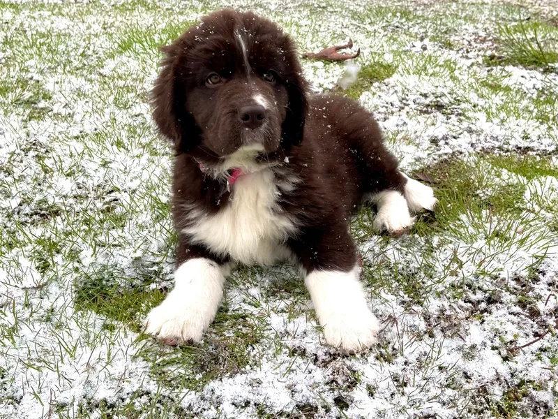 Brown-and-white-Newfoundland-puppy-outdoor