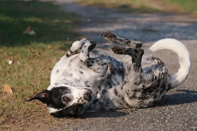 Why Do Dogs Roll in Poop? 5 Vet-Reviewed Reasons