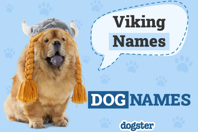 250+ Viking Dog Names: Strong Names for Your Warrior Pooch