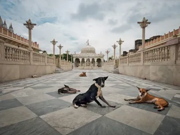 Why Are There So Many Stray Dogs in India? History & Facts