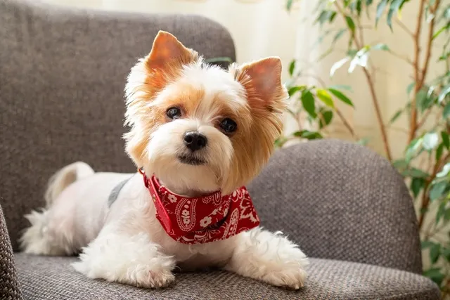 14 Vet-Verified Fascinating Yorkshire Terrier Facts For All Dog Lovers