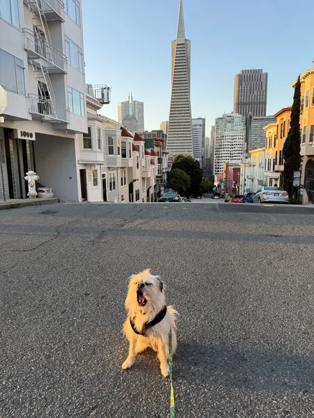 Gizmo yawning in front of the San Francisco skyline