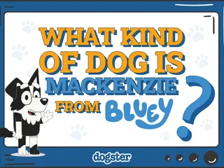 What Kind of Dog Is Mackenzie from Bluey? Breed Facts & Explanation