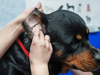 How to Clean Dog Ears: Vet-Approved Steps & Tips