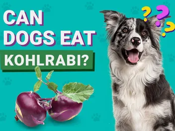 Can Dogs Eat Kohlrabi? Vet-Approved Facts & Safety Guide
