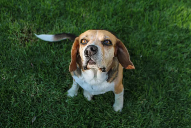Cleft Palate in Dogs: Vet-Reviewed Signs, Causes & Treatment Options
