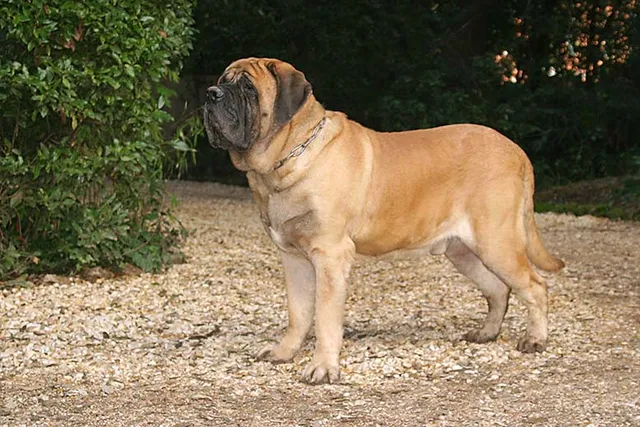 Is an English Mastiff Hypoallergenic? Vet-Verified Facts & FAQ