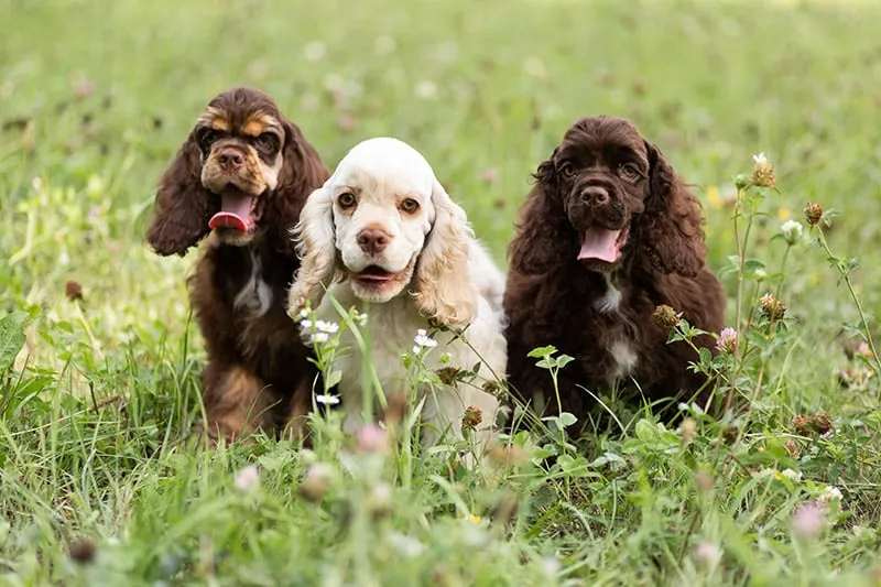 three American Cocker Spaniel puppies