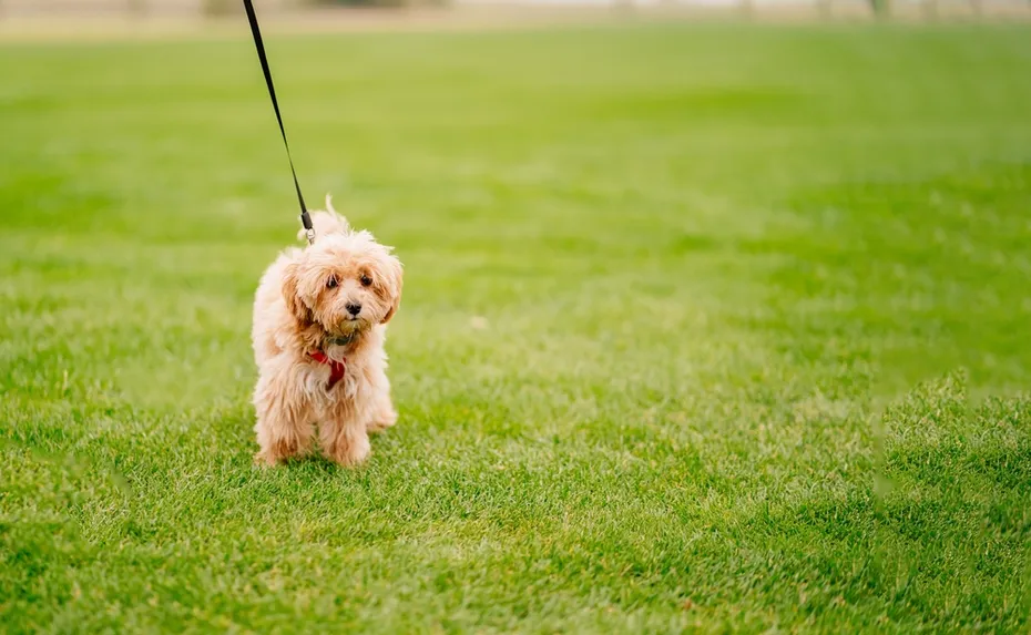 maltipoo walks on a leash on a grass field